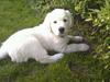 Golden retriever Spencer