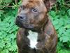 Staffordshire bull terrier Cæzar
