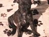 Staffordshire bull terrier Coco