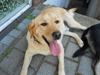 Blanding af racer Labrador retriever + Golden retriever Niels (BV) - Smukke Niels <3