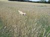 Blanding af racer Labrador retriever + Golden retriever Niels (BV) - Niels ude i marken :D