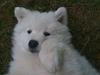 Samojedhund Toby