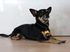 Chihuahua Rex