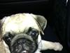 Mops liva harboe