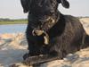 Labrador retriever Molly