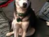 Alaskan Klee Kai ] Shady