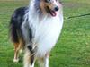 Collie langhåret Houdini