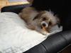 Chinese crested powder puff Rosa