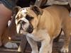 Engelsk bulldog Enja  (solgt)