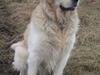 Golden retriever Baloo