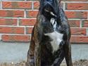 Boxer Bertha