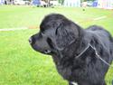 Newfoundlænder Aslan (Newf-line)