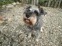 Dvaergschnauzer Zeta