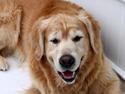 Golden retriever Simba