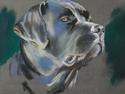 Labrador retriever Caradog No Matter What