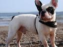 Fransk bulldog Calle