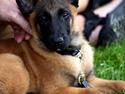 Malinois Boholdt Zappa