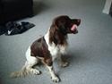 Engelsk springer spaniel Loke