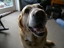 Labrador retriever |Skipper