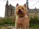 Cairn terrier Fidel