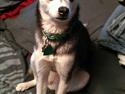 Alaskan Klee Kai ] Shady