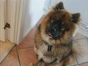 Eurasier Kato
