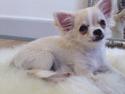 Chihuahua Bygstubben's little Flora girl.