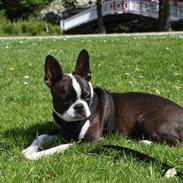 Boston terrier Alba