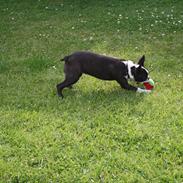 Boston terrier Alba