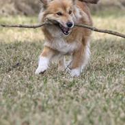 Islandsk fårehund ~*Lady*~