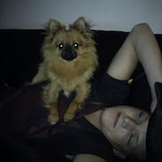 Pomeranian Buffy