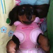 Dværggravhund Tulle