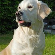 Golden retriever Flashlight Luna