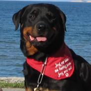 Rottweiler Tiki