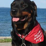 Rottweiler Tiki