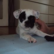 Blanding af racer Emil