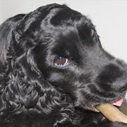 Cocker spaniel Alma