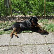 Rottweiler Sjellebro's Britney