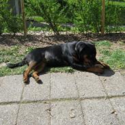Rottweiler Sjellebro's Britney