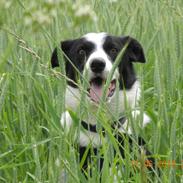 Border collie Rally