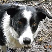 Border collie Rally