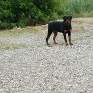 Rottweiler Yake Nicita