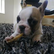 Fransk bulldog Soffi