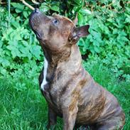 Staffordshire bull terrier Cæzar