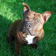 Staffordshire bull terrier Cæzar