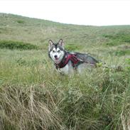 Alaskan malamute Sally