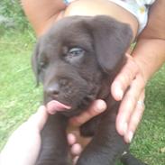 Labrador retriever Ayla