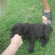 Labrador retriever Ayla