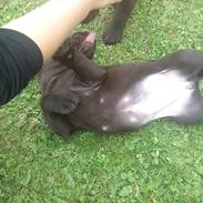 Labrador retriever Ayla