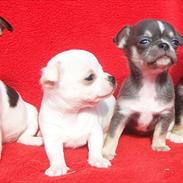 Chihuahua Over The Rainbow Of Varius Canis ** Rambo **